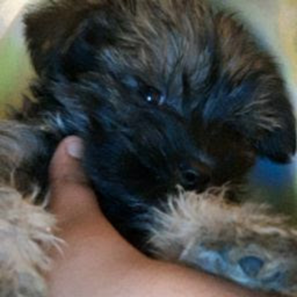 Meet your Posher, Yaa